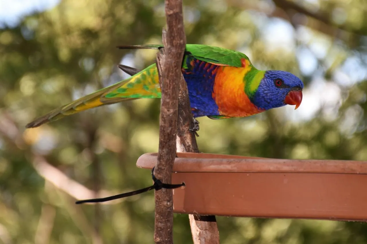 Mt Larcom Tourist Park Australia